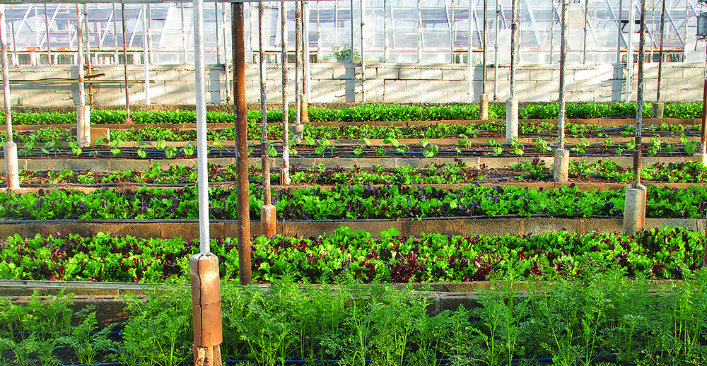 доставка на храни